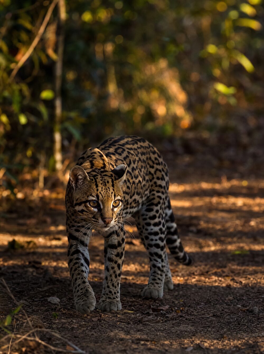 Jaguatirica