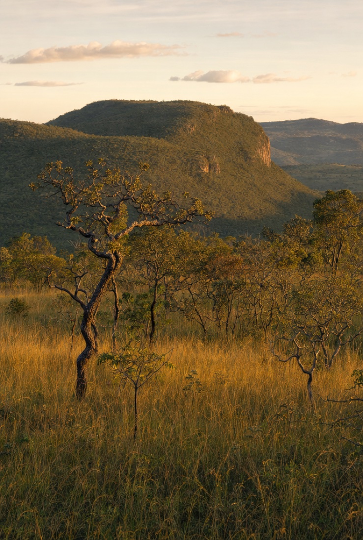 Paisagem de Cerrado preservado